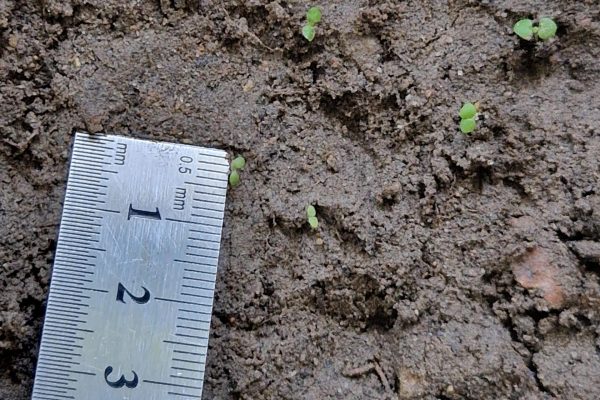 Escarda_plant size
